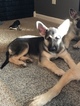 Small Photo #28 German Shepherd Dog Puppy For Sale in BARTLETTSVILLE, IN, USA