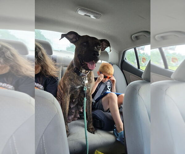 Medium Photo #1 American Pit Bull Terrier-Siberian Husky Mix Puppy For Sale in NEW BETHLEHEM, PA, USA