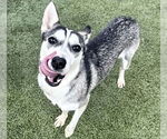 Small #2 Siberian Husky Mix