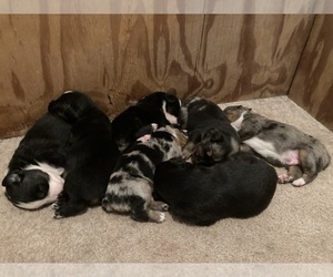 Australian Shepherd Puppy for sale in BROOKSVILLE, FL, USA