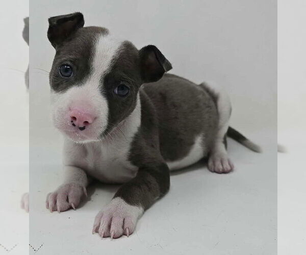 Medium Photo #2 Mutt Puppy For Sale in Brewster, NY, USA