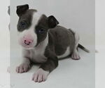 Small #1 Mutt