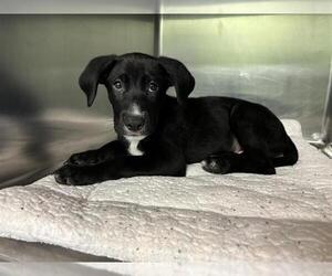 Labrador Retriever-Unknown Mix Dogs for adoption in Grand Prairie, TX, USA