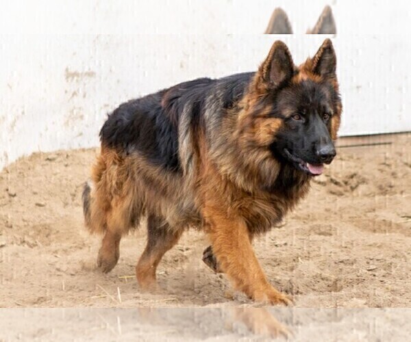 Medium Photo #1 German Shepherd Dog Puppy For Sale in WALLA WALLA, WA, USA
