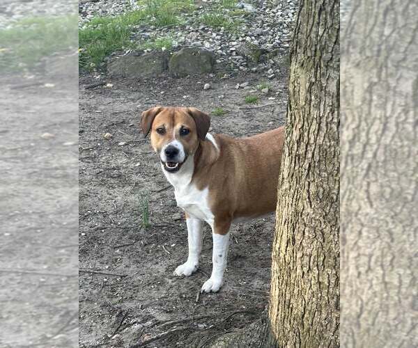 Medium Photo #1 Mutt Puppy For Sale in Jackson Township, NJ, USA