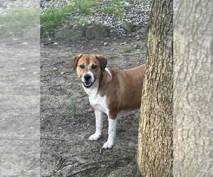 Mutt Dogs for adoption in Jackson Township, NJ, USA