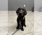 Puppy Holly Labrador Retriever