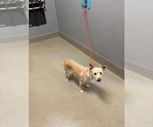 Mutt Dogs for adoption in Las Vegas, NV, USA