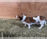 Small Photo #1 Dachshund Puppy For Sale in GREENWOOD, WI, USA