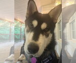 Small #1 Chow Chow-Siberian Husky Mix
