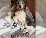 Puppy 2 Aussiedoodle