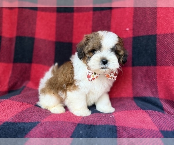 Medium Photo #6 Shih-Poo Puppy For Sale in LAKELAND, FL, USA
