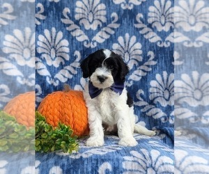 Poovanese Puppy for sale in PEACH BOTTOM, PA, USA