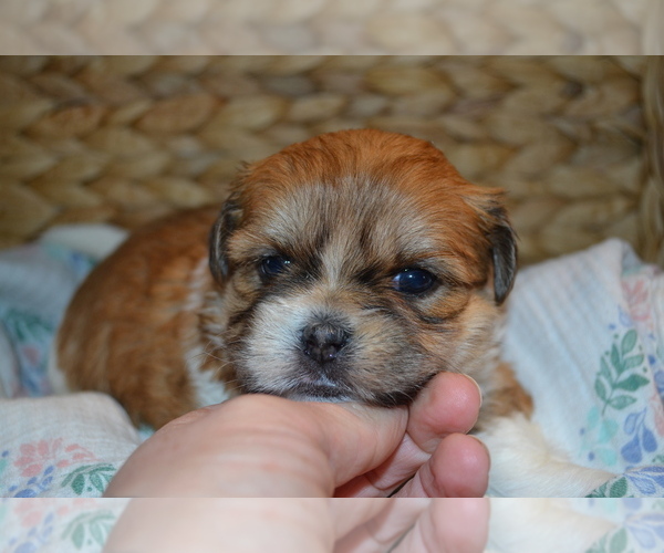 Medium Photo #1 Mal-Shi Puppy For Sale in GREENWOOD, WI, USA