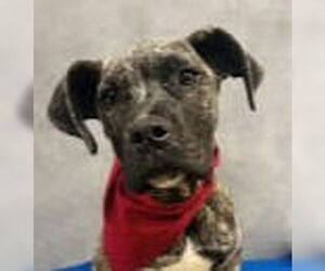 Mastiff-Unknown Mix Dogs for adoption in Canton, CT, USA