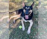Small #2 German Shepherd Dog Mix
