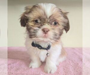 Shih Tzu Puppy for sale in REEDSBURG, WI, USA