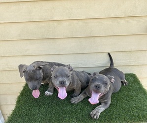 American Bully Puppy for Sale in KENNER, Louisiana USA