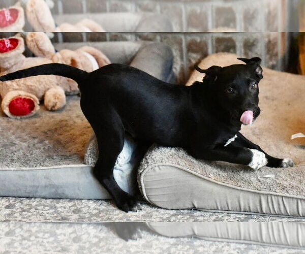 Medium Photo #2 Mutt Puppy For Sale in Mechanicsburg, PA, USA