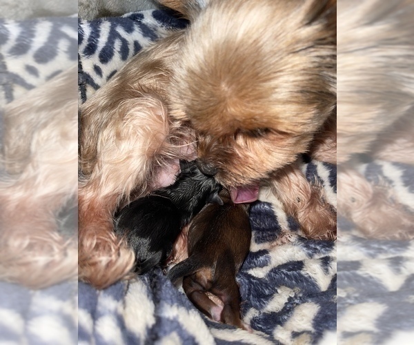 Medium Photo #6 Yorkshire Terrier Puppy For Sale in HAYWARD, CA, USA