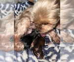 Small Photo #6 Yorkshire Terrier Puppy For Sale in HAYWARD, CA, USA