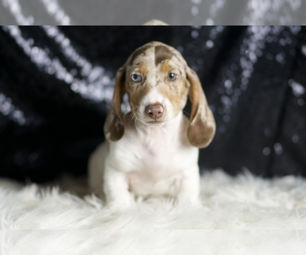 Medium Photo #71 Dachshund Puppy For Sale in WARSAW, IN, USA