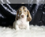 Small #5 Dachshund