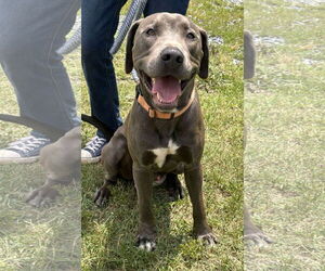 Unknown-Weimaraner Mix Dogs for adoption in Rustburg, VA, USA