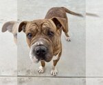 Small Photo #2 Boxer-Mastiff Mix Puppy For Sale in Corona, CA, USA