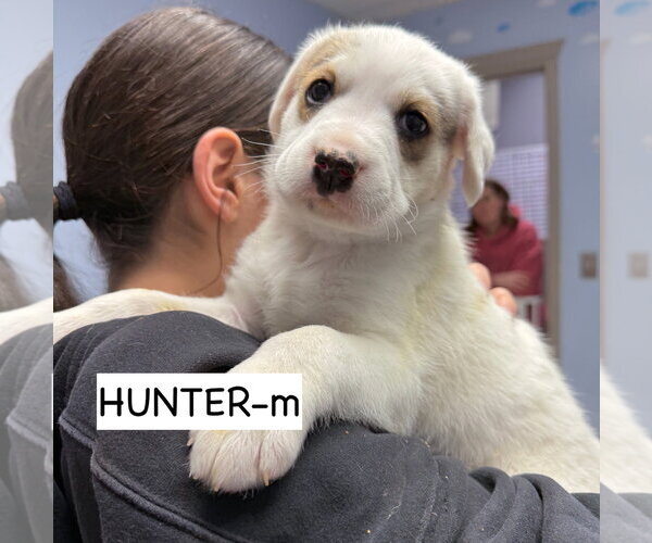 Medium Photo #4 Anatolian Shepherd Puppy For Sale in Gilberts, IL, USA