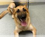 Small German Shepherd Dog