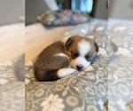 Puppy GoodFriday3M Pembroke Welsh Corgi