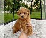 Small Photo #6 Havanese-Poodle (Toy) Mix Puppy For Sale in HOUSTON, TX, USA