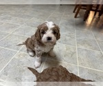 Small Photo #11 Cavapoo (Miniature) Puppy For Sale in GREENWOOD, WI, USA
