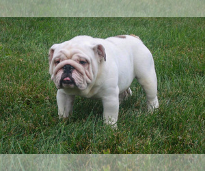 Father of the English Bulldog puppies born on 05/09/2025
