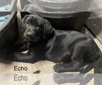 Puppy Echo Labrador Retriever