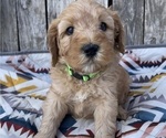 Small Photo #23 Australian Labradoodle Puppy For Sale in RICHLAND, WA, USA