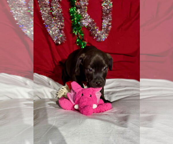 Medium Photo #7 Mutt Puppy For Sale in Tarrytown, GA, USA