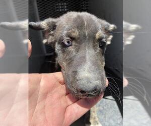 German Shepherd Dog Dogs for adoption in Bakersfield, CA, USA