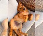 Small #6 Redbone Coonhound Mix