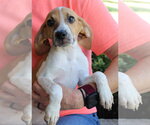 Small #3 Treeing Walker Coonhound Mix