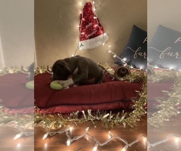 Medium Photo #18 American Bully Puppy For Sale in LUBBOCK, TX, USA