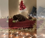 Small Photo #18 American Bully Puppy For Sale in LUBBOCK, TX, USA