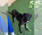 Small #6 Labrador Retriever Mix