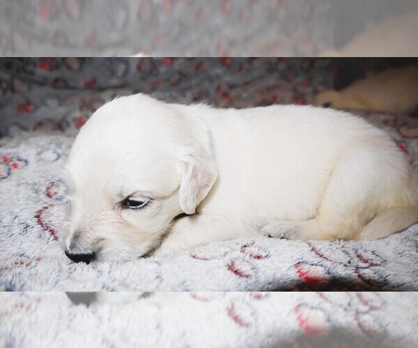 Medium Photo #3 English Cream Golden Retriever Puppy For Sale in LANCASTER, WI, USA