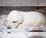 Small #2 English Cream Golden Retriever