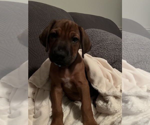 Medium Photo #4 Rhodesian Ridgeback Puppy For Sale in MURFREESBORO, TN, USA