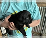 Puppy Bubbles Labrador Retriever