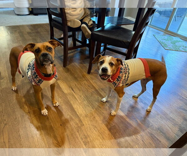 Medium Photo #18 Boxer Puppy For Sale in Burnsville, MN, USA