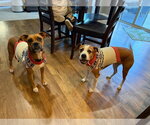 Small #17 Boxer